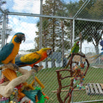 Birds Aviary Netting